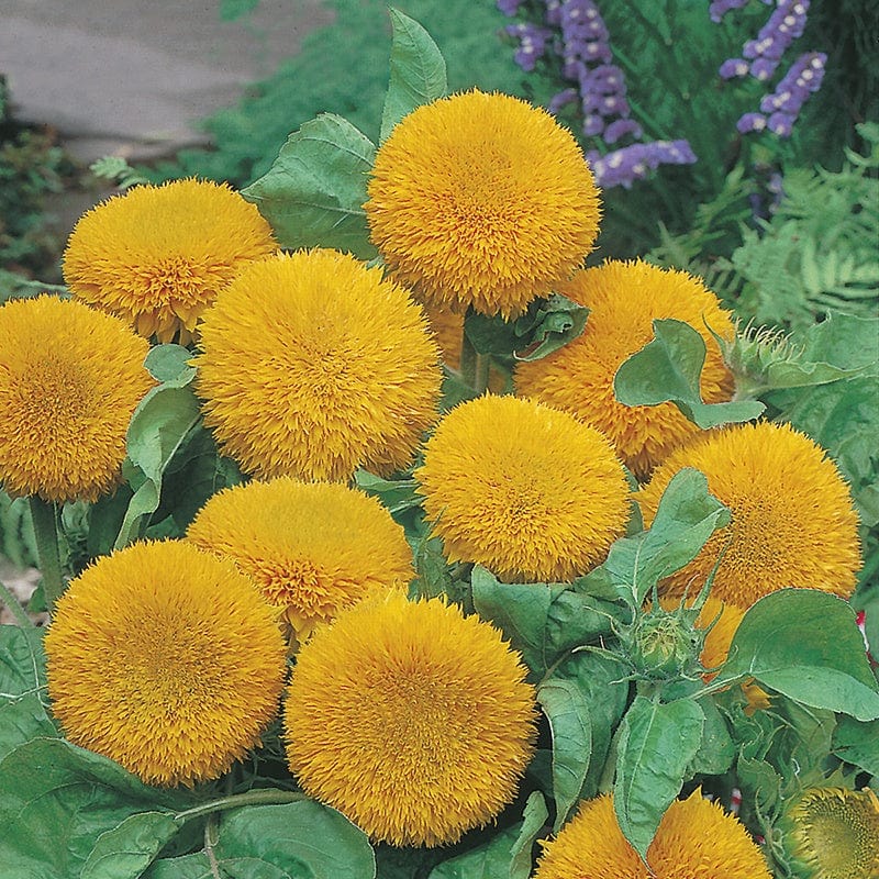 RHS Sunflower Teddy Bear Seeds 20 Seeds by Mr Fothergills - Image 2
