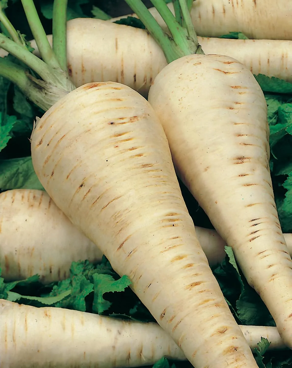 RHS Vegetables for Heirloom Crops Vegetable Seeds Collection 6 Traditional Varieties - Image 7