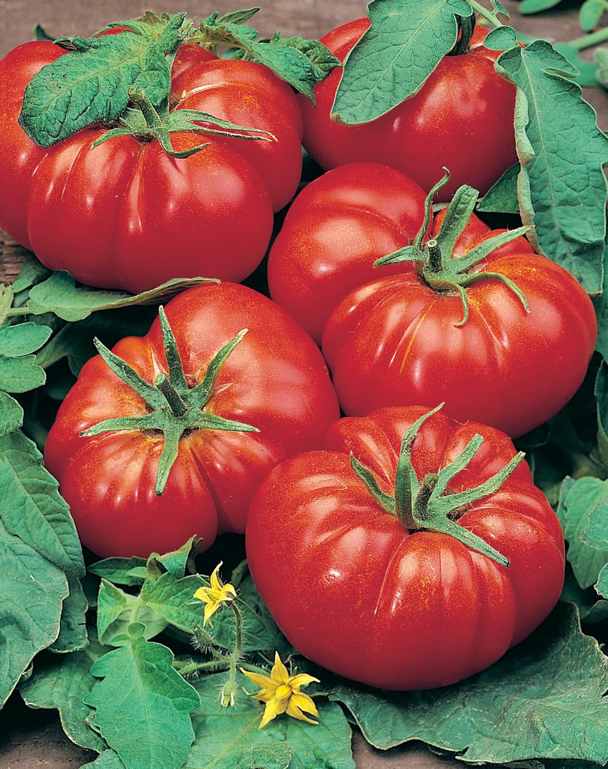RHS Vegetables for Heirloom Crops Vegetable Seeds Collection 6 Traditional Varieties - Image 9