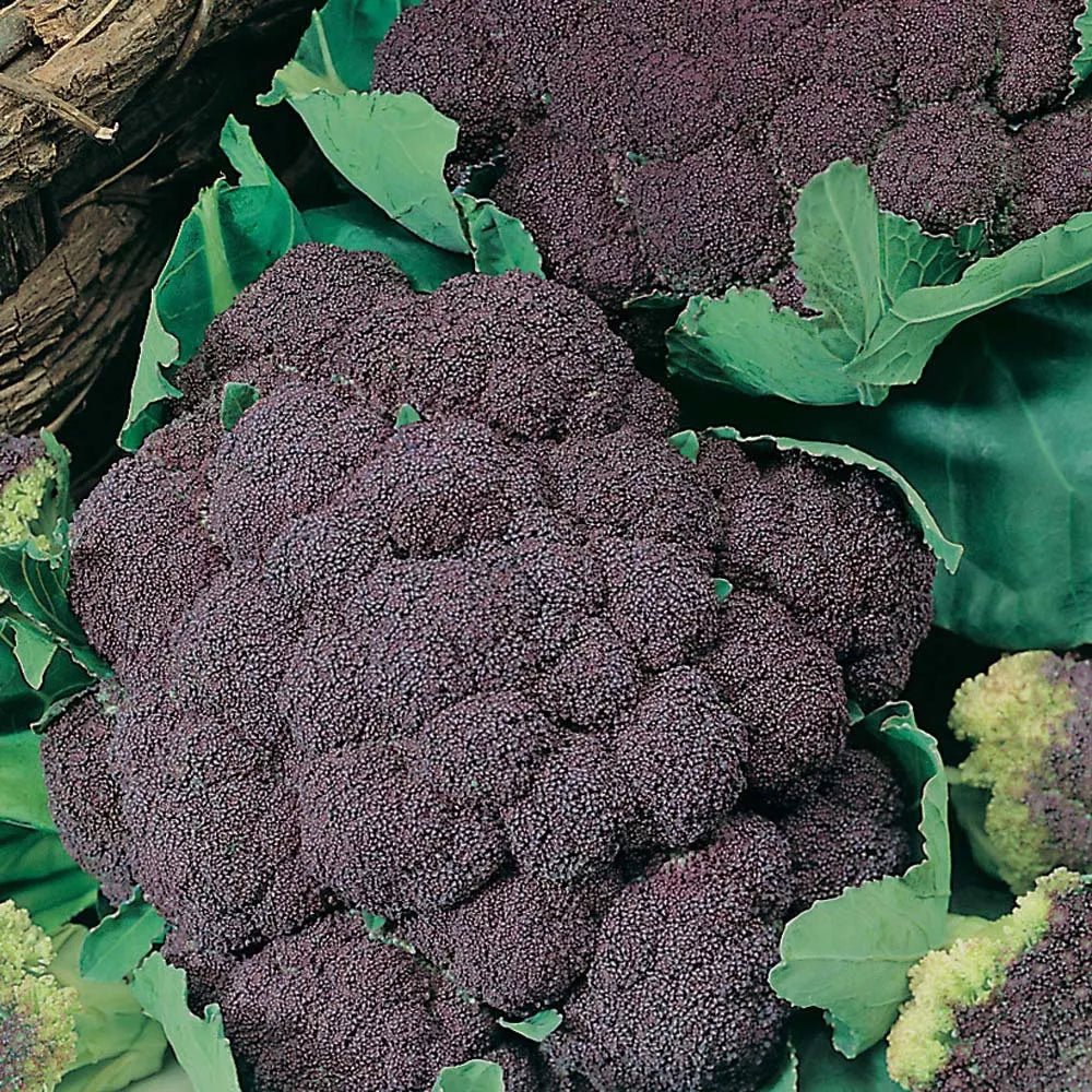 RHS Vegetables from Italy Vegetable Seeds Collection 6 Authentic Italian Varieties - Image 5