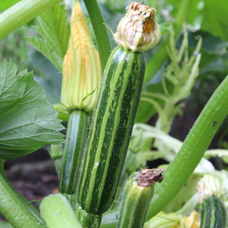 RHS Vegetables from Italy Vegetable Seeds Collection 6 Authentic Italian Varieties - Image 7