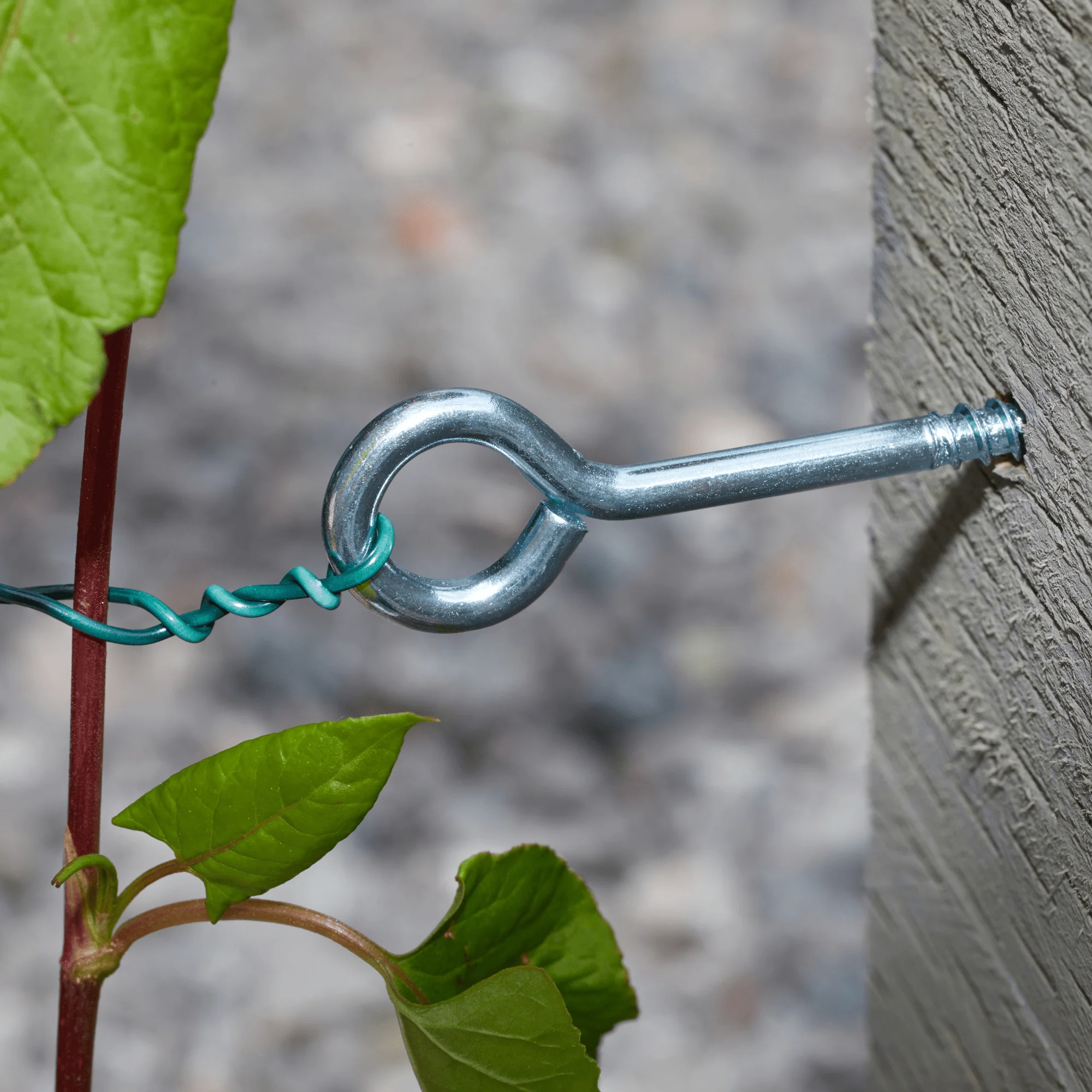 Screw In Vine Eyes, Wire Plant Support Fixings for Climbing Plants - Image 2