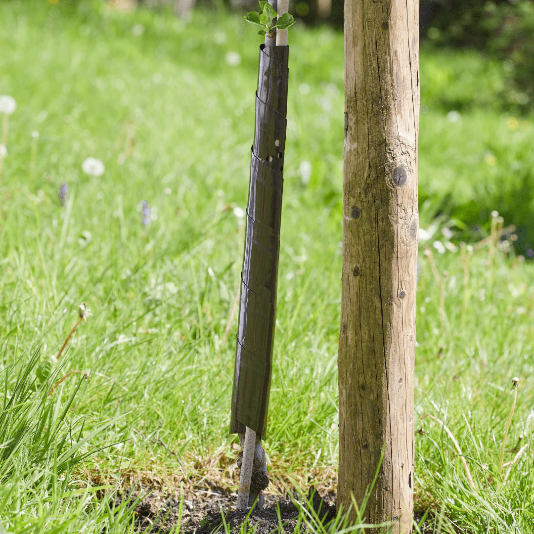 Useful Spiral Tree Guard, 60 cm