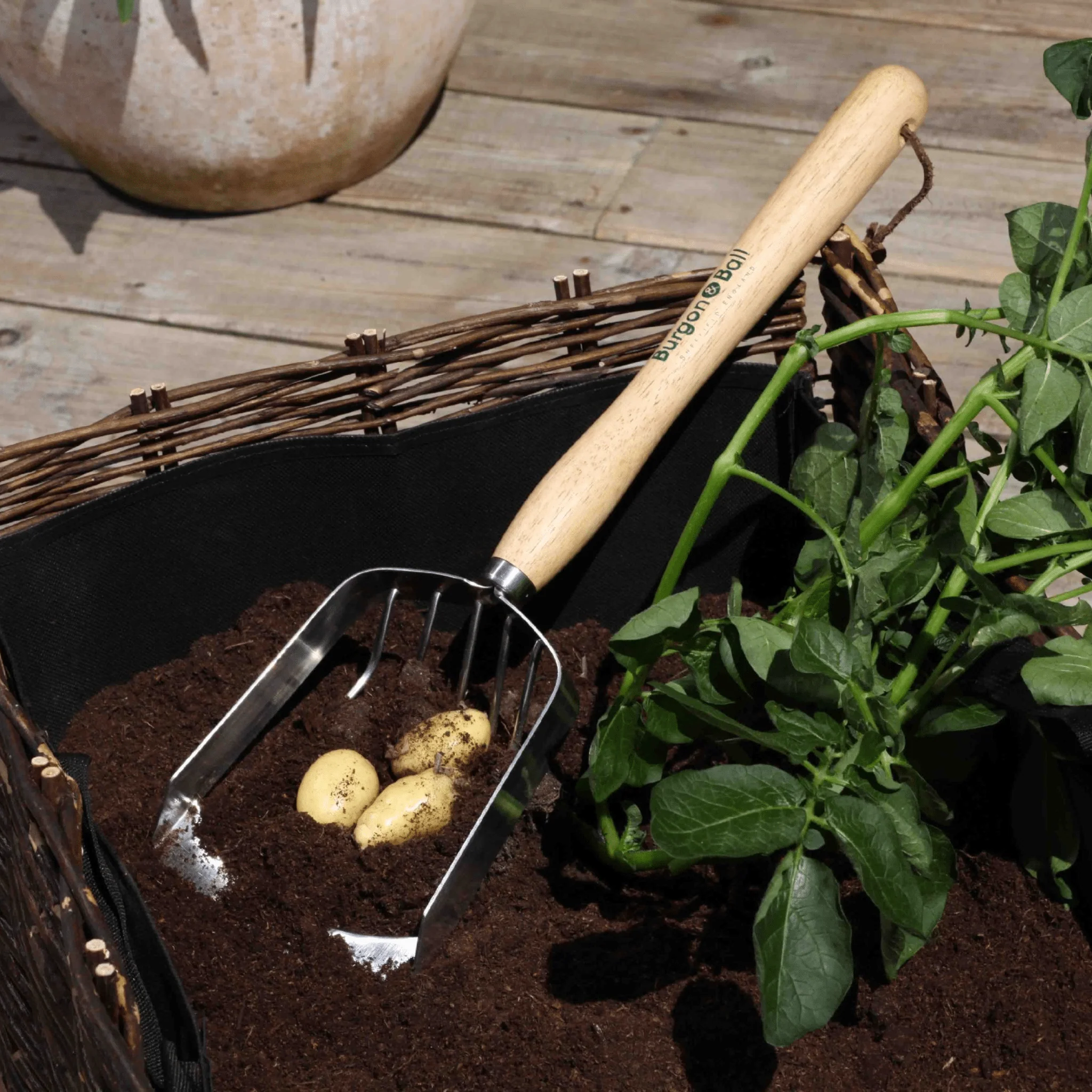 RHS Endorsed Stainless Steel Potato Harvesting Scoop by Burgon & Ball - Image 8