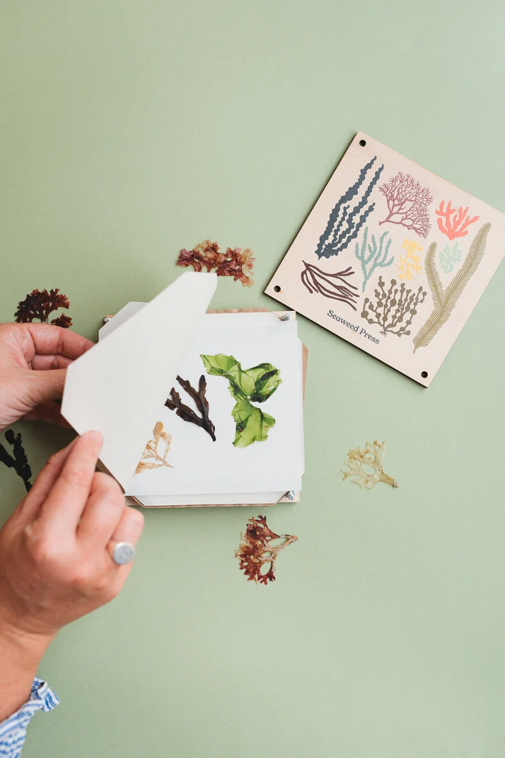 Seaweed Press Kit 15cm Wooden Flower and Seaweed Press, Made in United Kingdom - Image 2