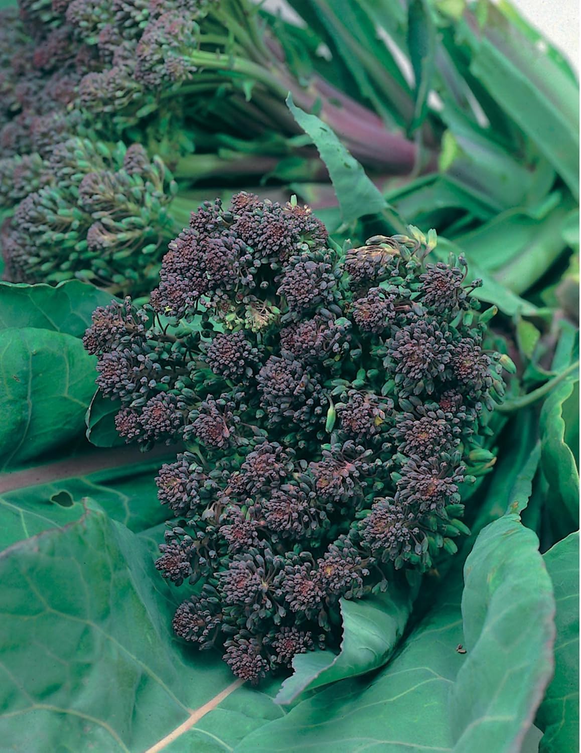 RHS Vegetables Superfoods Vegetable Seeds Collection 6 Nutrient Rich Varieties - Image 4