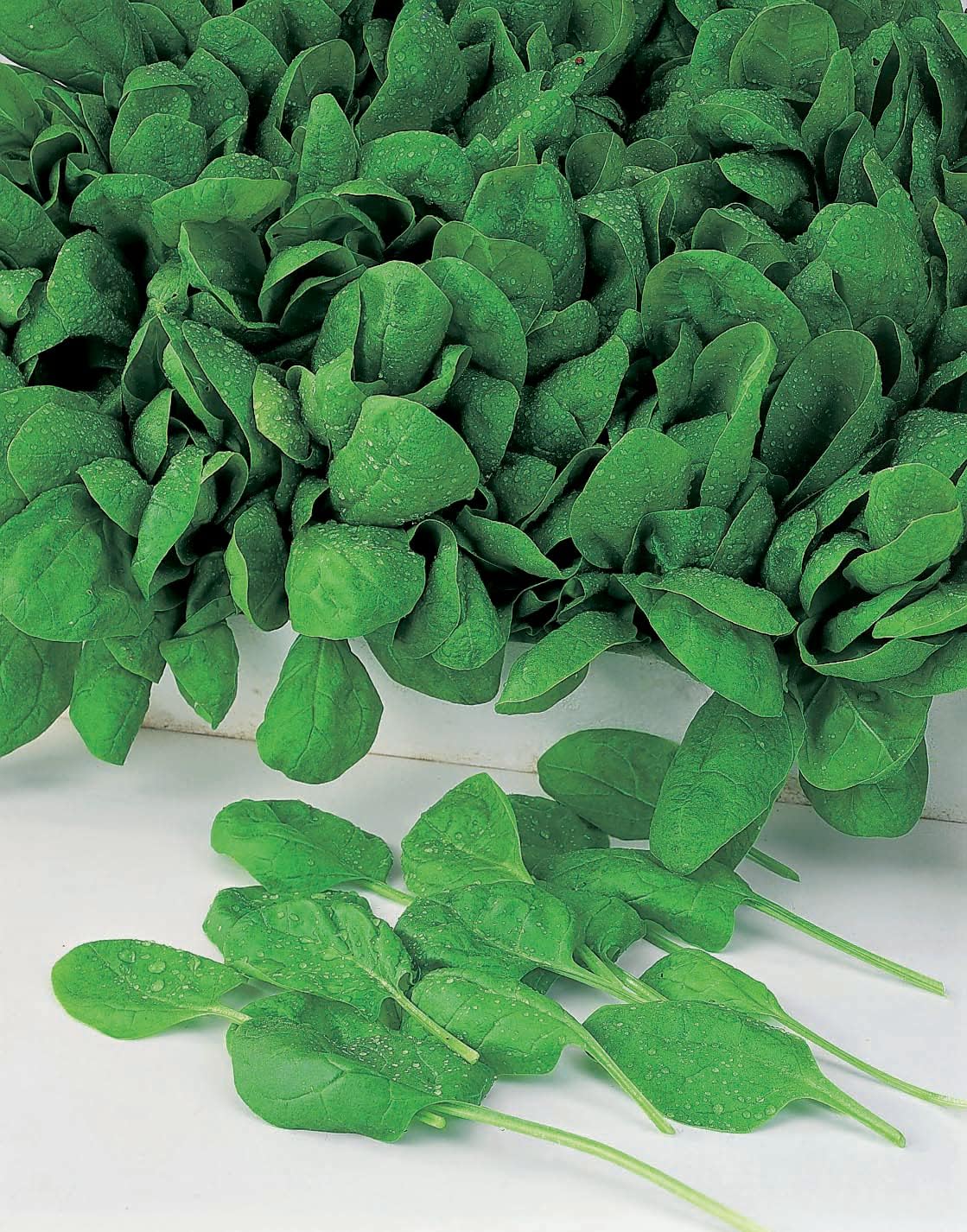 RHS Vegetables Superfoods Vegetable Seeds Collection 6 Nutrient Rich Varieties - Image 6