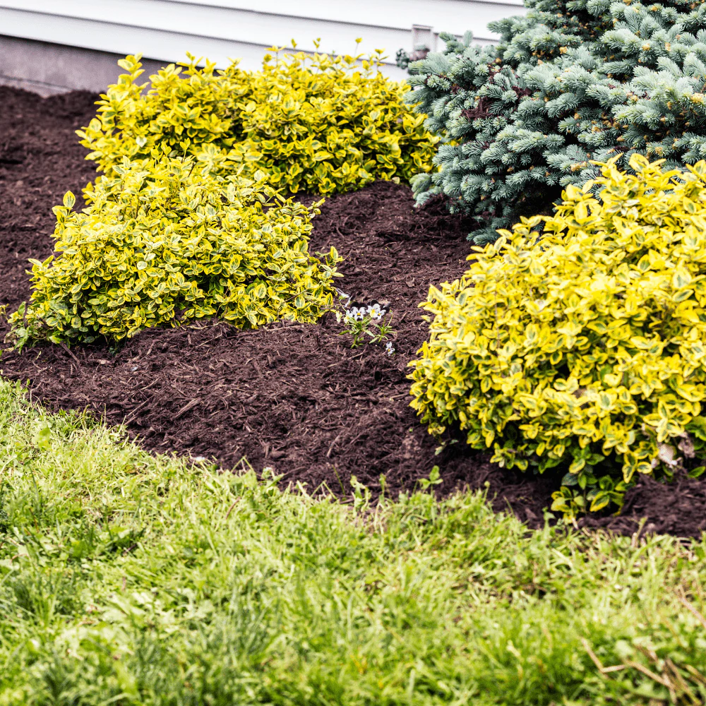 Wintermix Compost Garden Mulch - Image 3